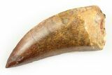 Serrated, Carcharodontosaurus Tooth #192808-1